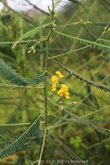 Sesbania cannabina