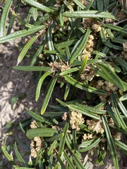 Lasiopetalum ferrugineum