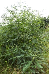 Sesbania cannabina