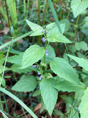 Scutellaria lateriflora