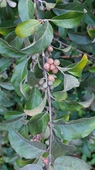 Elaeagnus