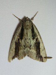 Catocala angusi
