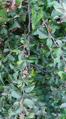 Elaeagnus