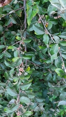 Elaeagnus