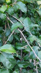 Elaeagnus