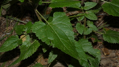 Brickellia grandiflora