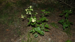 Brickellia grandiflora