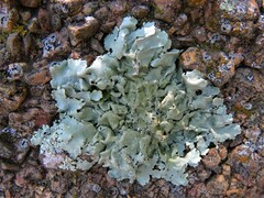 Flavoparmelia baltimorensis