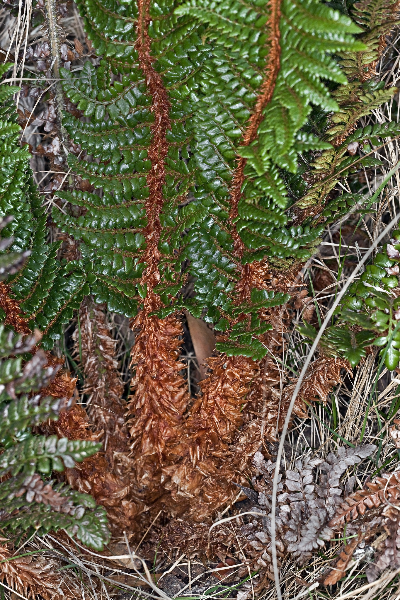 Polystichum hillebrandii