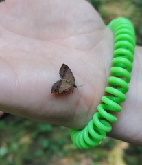 Mellilla xanthometata