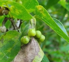 Pachypsylla
