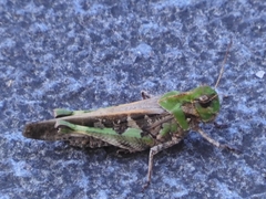 Oedaleus infernalis