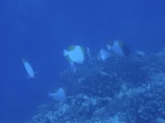 Hemitaurichthys polylepis