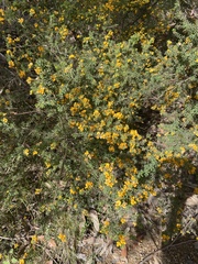 Pultenaea tuberculata