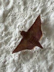 Endotricha olivacealis