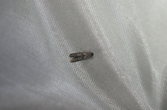 Blastobasis glandulella