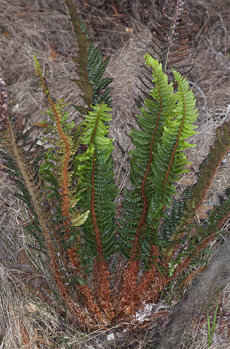 Polystichum hillebrandii