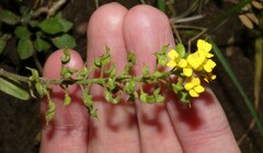 Draba helleriana