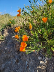 Eschscholzia californica