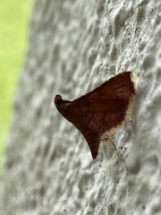 Endotricha olivacealis