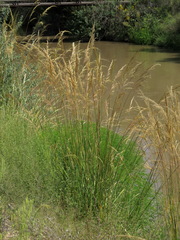 Calamagrostis