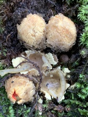 Calostoma lutescens