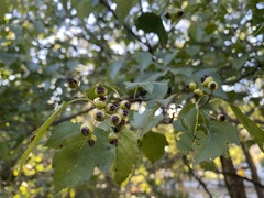 Crataegus phaenopyrum