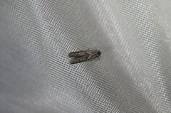 Blastobasis glandulella