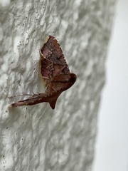 Endotricha olivacealis