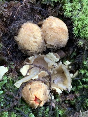 Calostoma lutescens