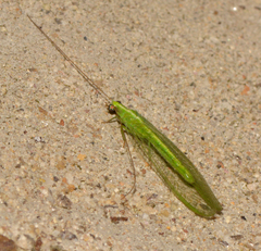 Chrysoperla rufilabris