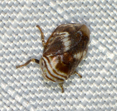 Clastoptera obtusa