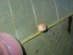 Caryomyia
