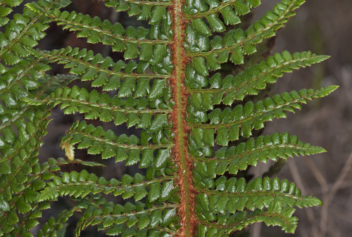 Polystichum hillebrandii