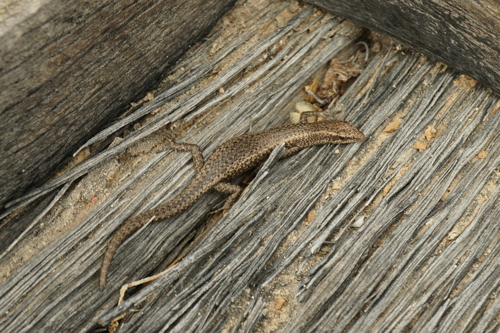 Pale Snake-Eyed Skink
