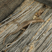 Pale Snake-eyed Skink - Photo (c) Wayne Martin, some rights reserved (CC BY-NC), uploaded by Wayne Martin