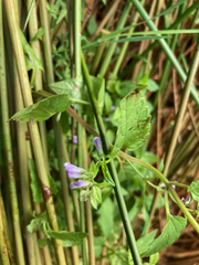 Scutellaria lateriflora