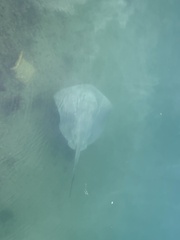 Bathytoshia brevicaudata