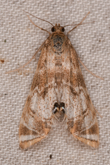 Petrophila confusalis
