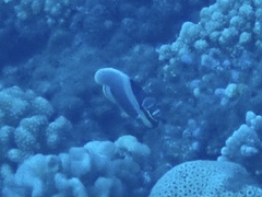 Chaetodon reticulatus