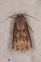 Agrotis ipsilon
