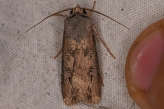 Agrotis ipsilon