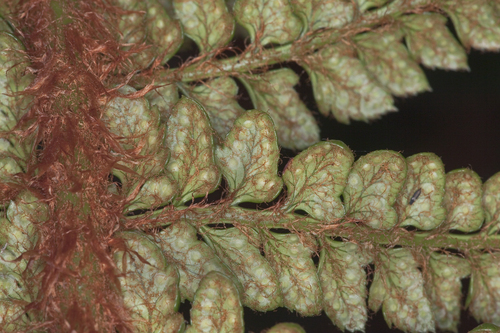 Polystichum hillebrandii