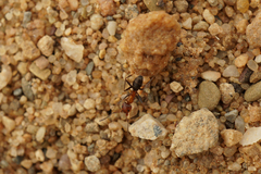 Iridomyrmex purpureus