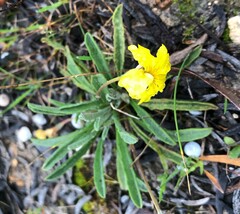 Goodenia willisiana