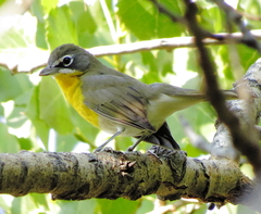 Icteria virens