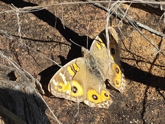 Junonia villida