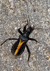 Reduviidae
