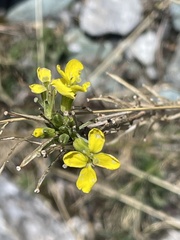 Rhamphospermum arvense