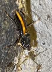 Reduviidae